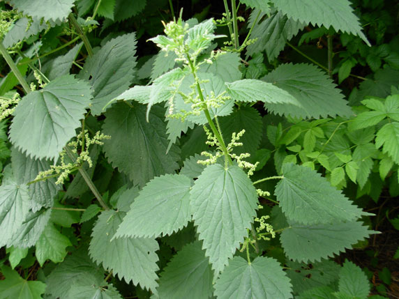 Perennial stinging nettles have upright stems and are covered with stinging hairs and somewhat heart-shaped, tooth-edged leaves.